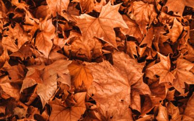 3 Reasons Why Fall Landscape Clean-ups Are A MUST!