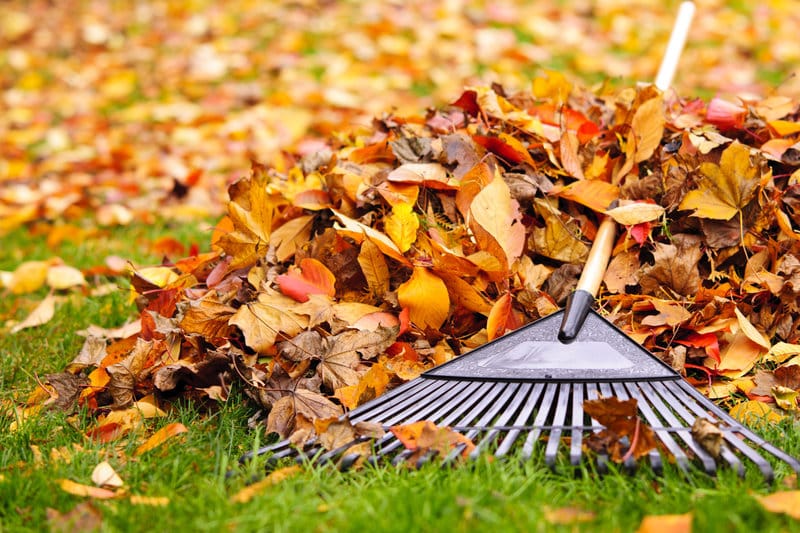 Five Landscaping Projects for Fall