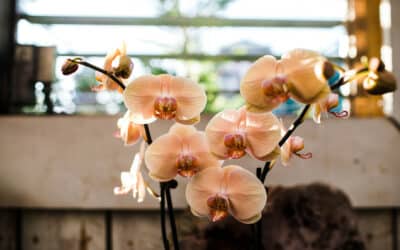 How to Care for an Orchid