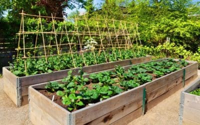 Raised Garden Bed Prep