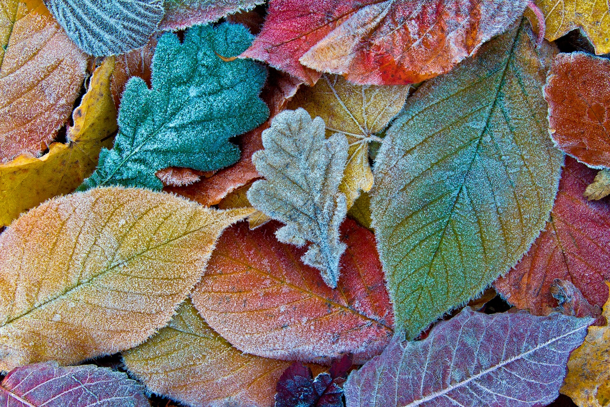 Colorful autumn leaves with frost. Frosty autumn leaves background