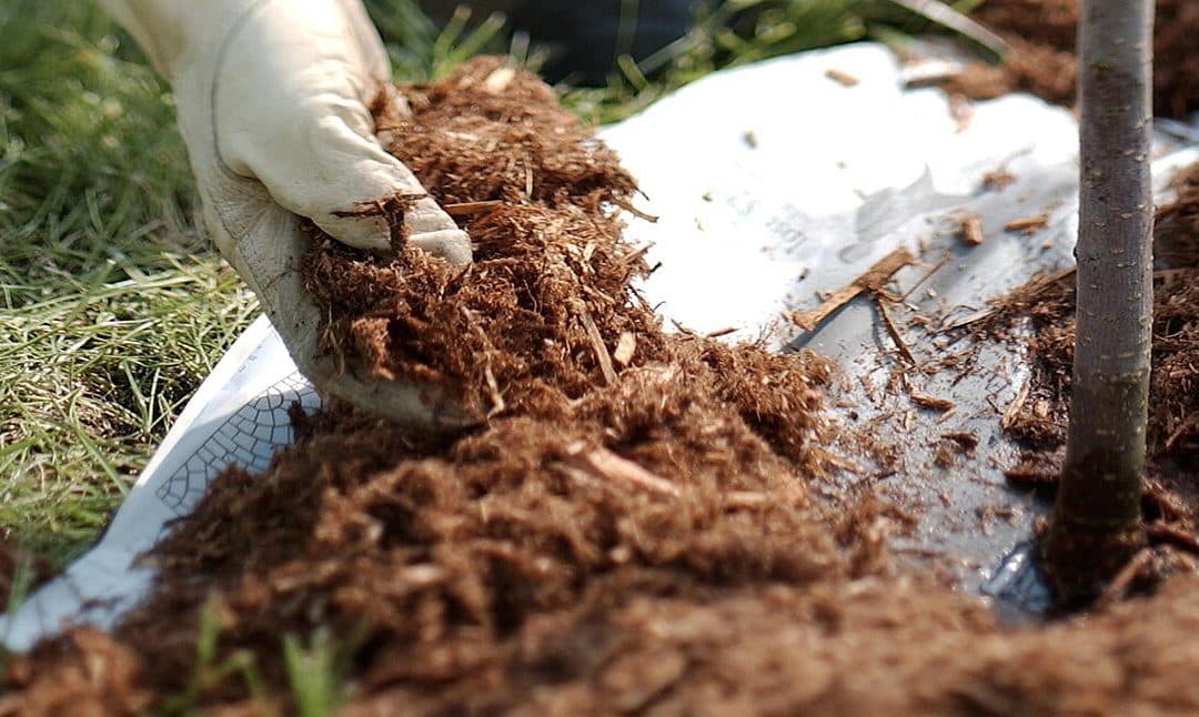 February Landscaping Tips