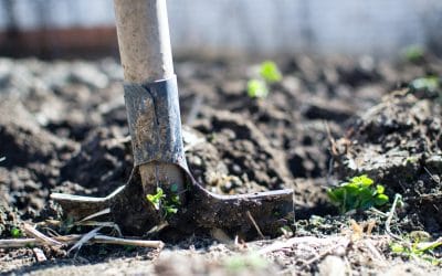 Fertilize Your Landscape With Compost Tea