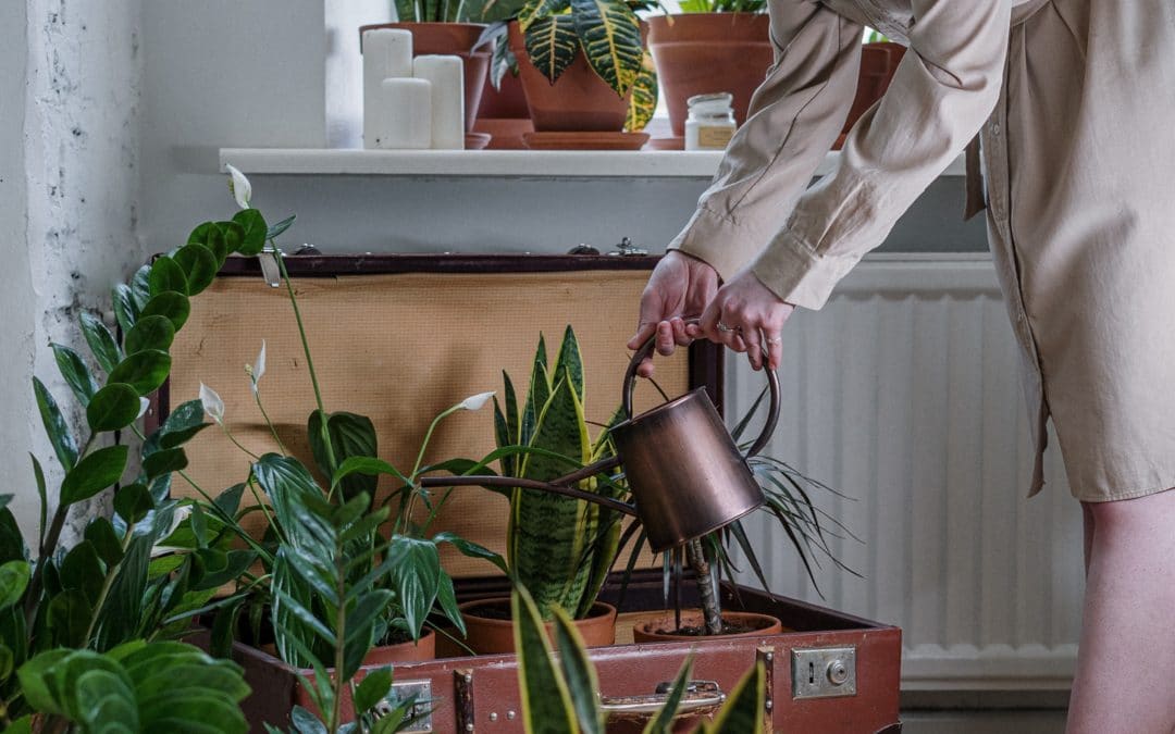 Tips for choosing the right houseplant for your home