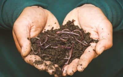 Compost Tea Puts the ‘Good Guys’ in Charge of Your Soil