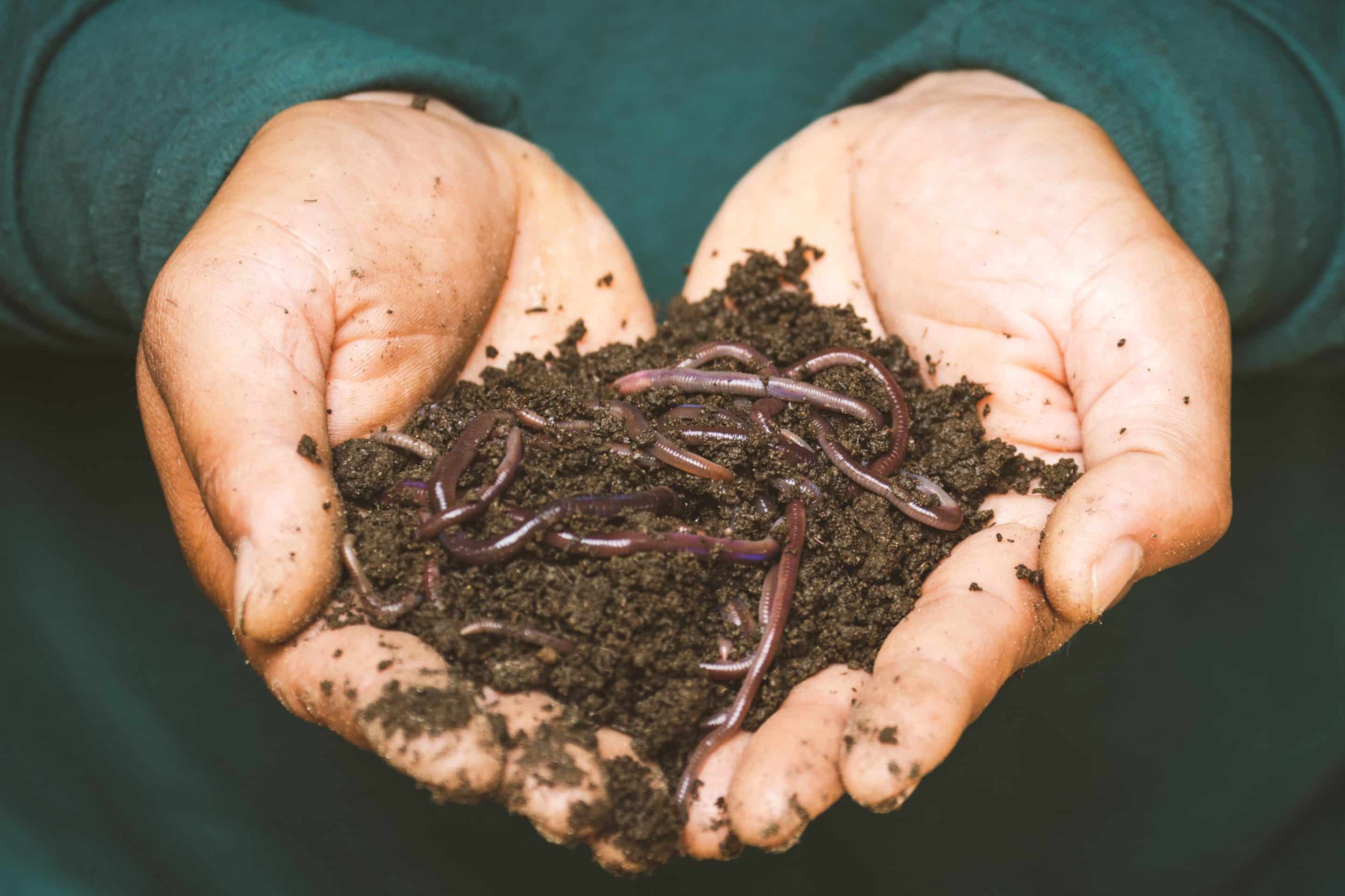 Worms in soil