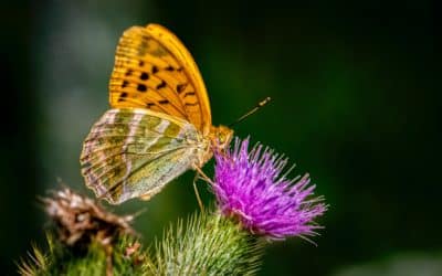 Rethinking Our Gardens: Shift from decorative plantings to wildlife-engaging landscapes
