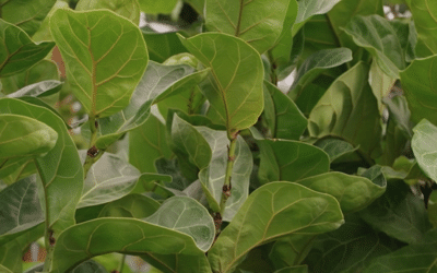 What’s Wrong With My Fiddle Leaf Fig?