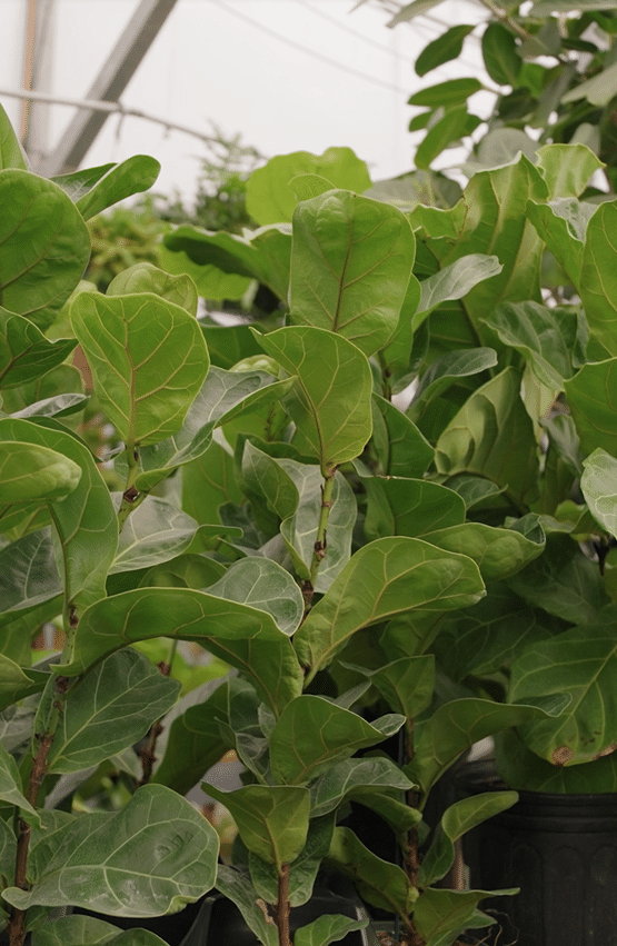 Green plants with large leaves