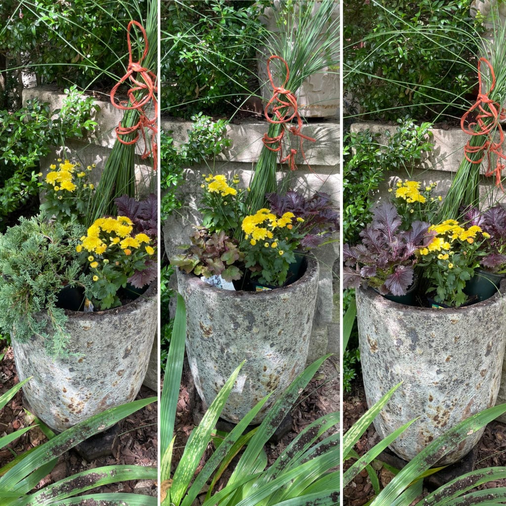 Plants In A Big Pot