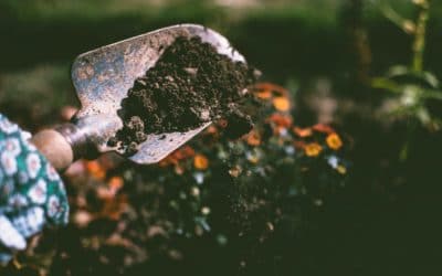 Growing Pains with Local Soil & Maintenance