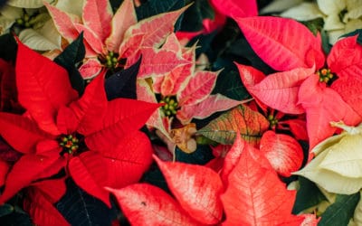 Poinsettias For The Holidays – And Beyond