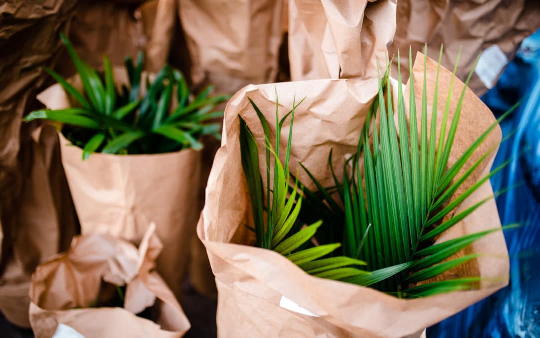 Recipe for Houseplant Health: It’s In the Mix