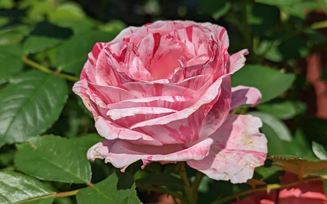 3 Things You Need To Know About Growing Roses