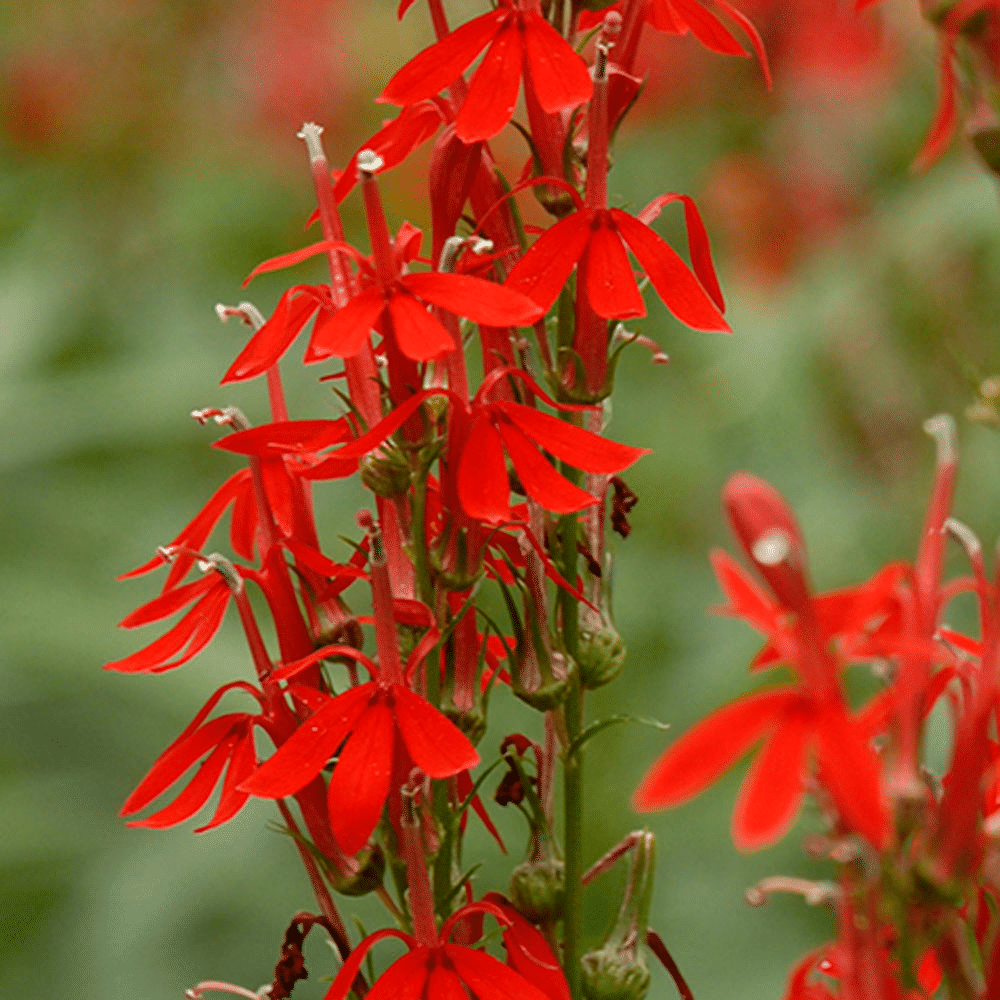 Lobelia Cardinalis Cardinal Flower 1