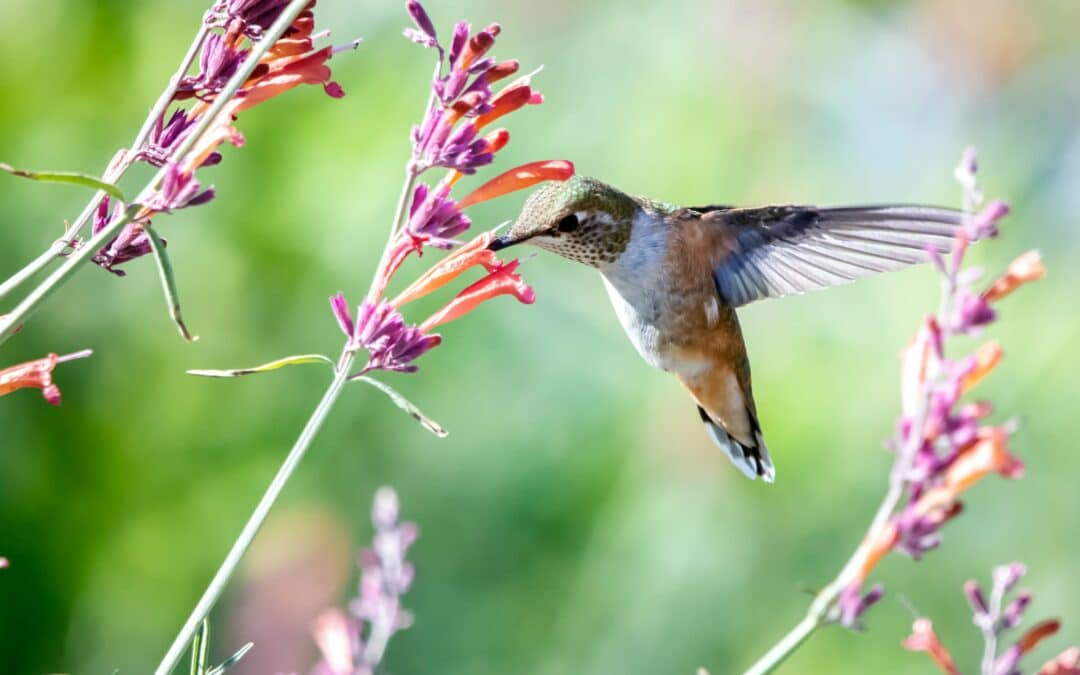 Five Favorite Flowers That Attract Hummingbirds