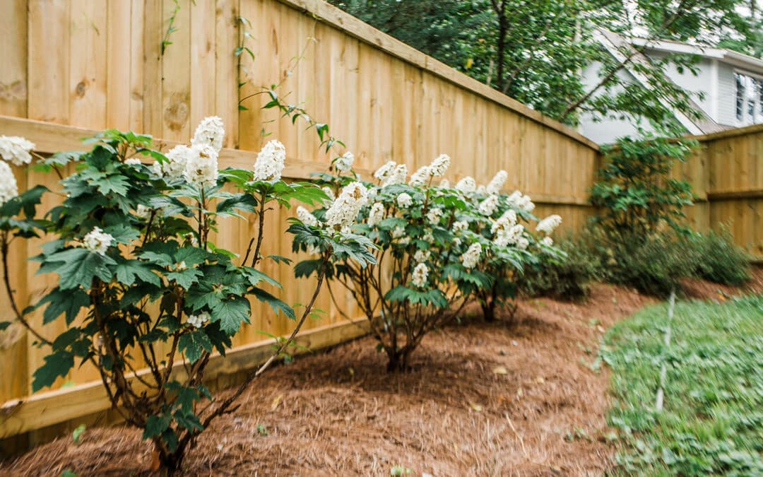 It’s Time to Prune Oakleaf Hydrangeas