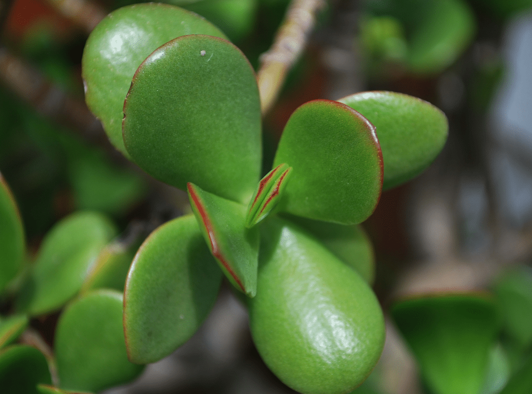 Jade Plant Plant