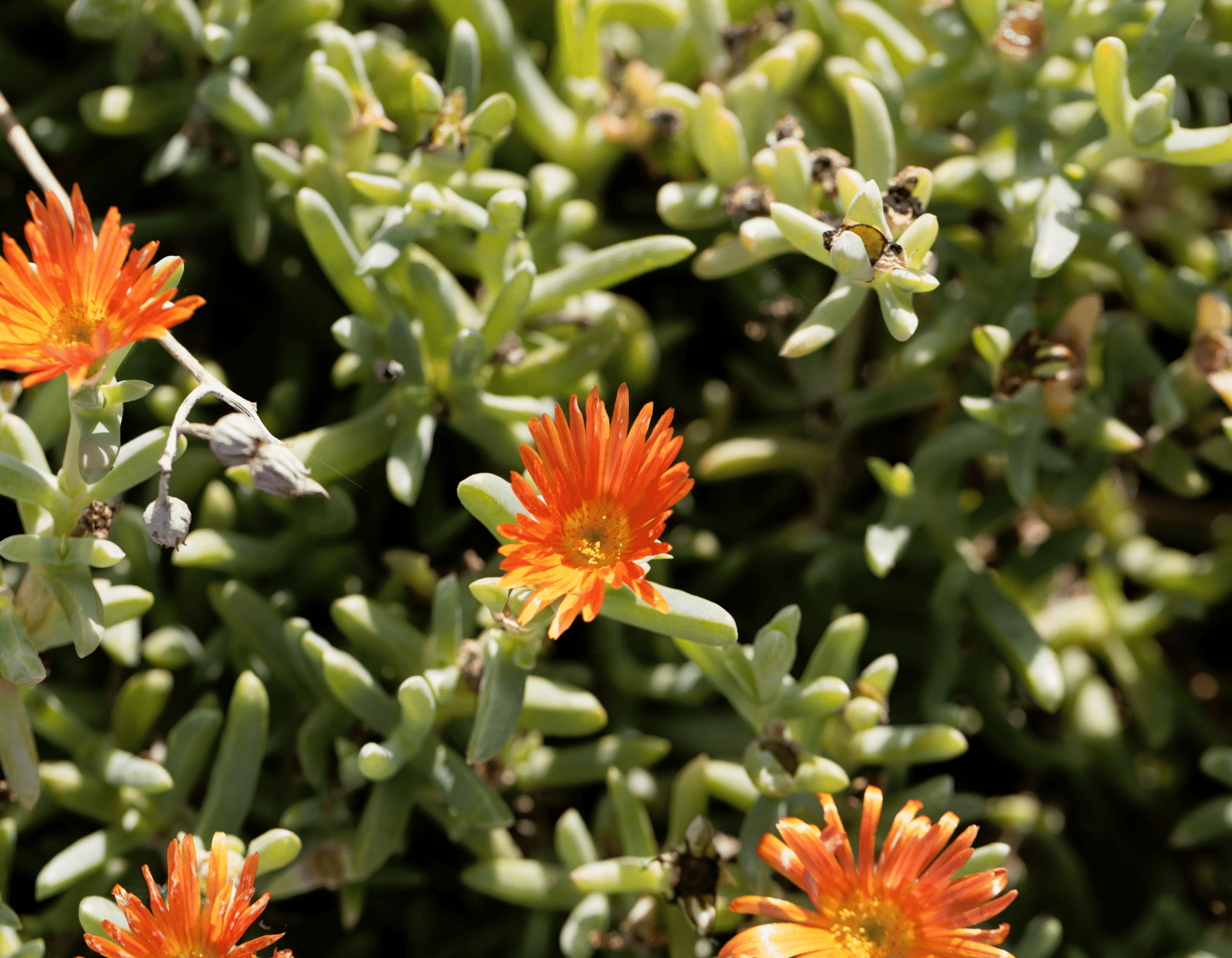 Succulent Blossoming