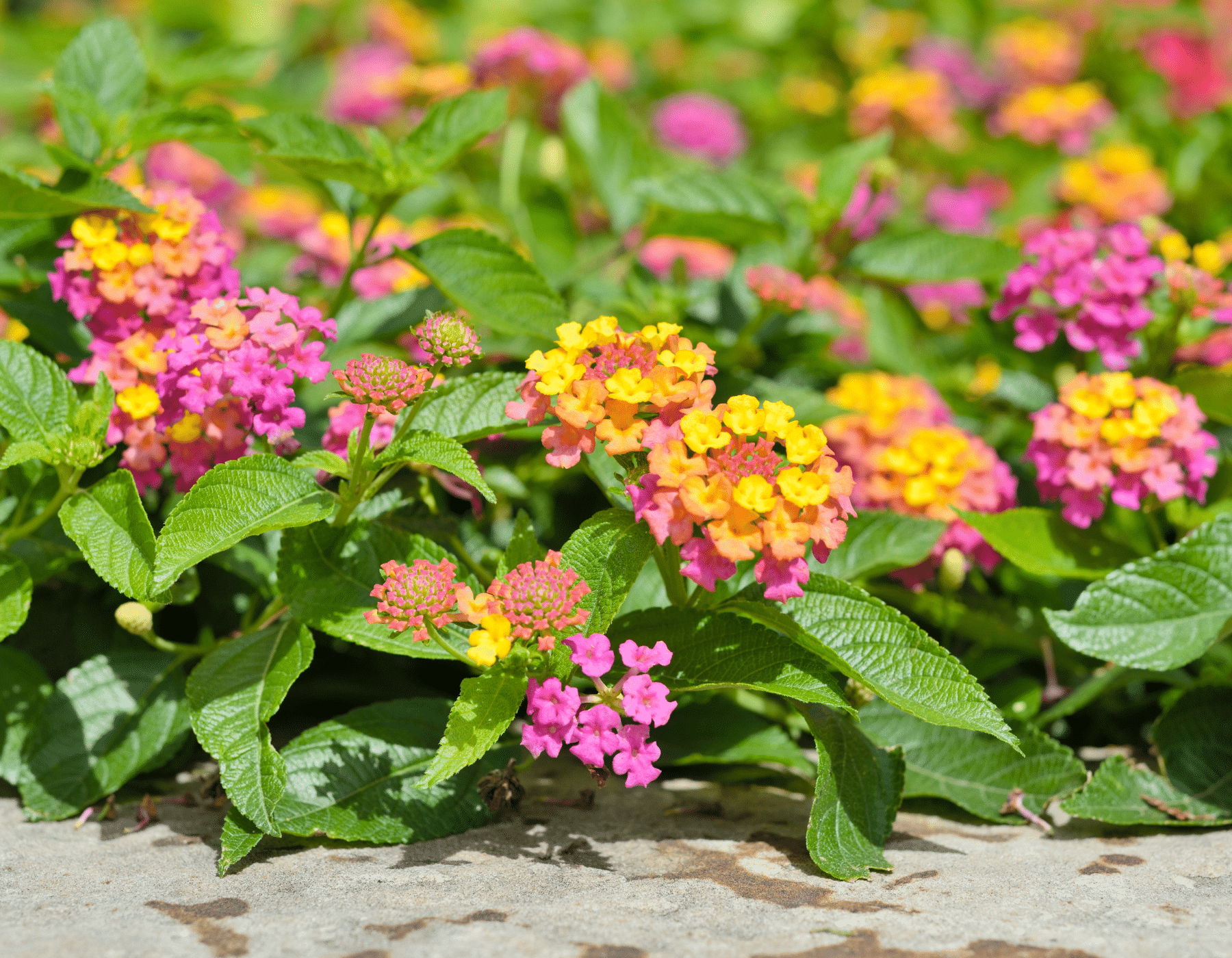 Lantana Plant With Flowers