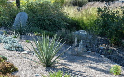 Xeriscaping For the Win – Include Drought Tolerant Plants In Your Landscaping