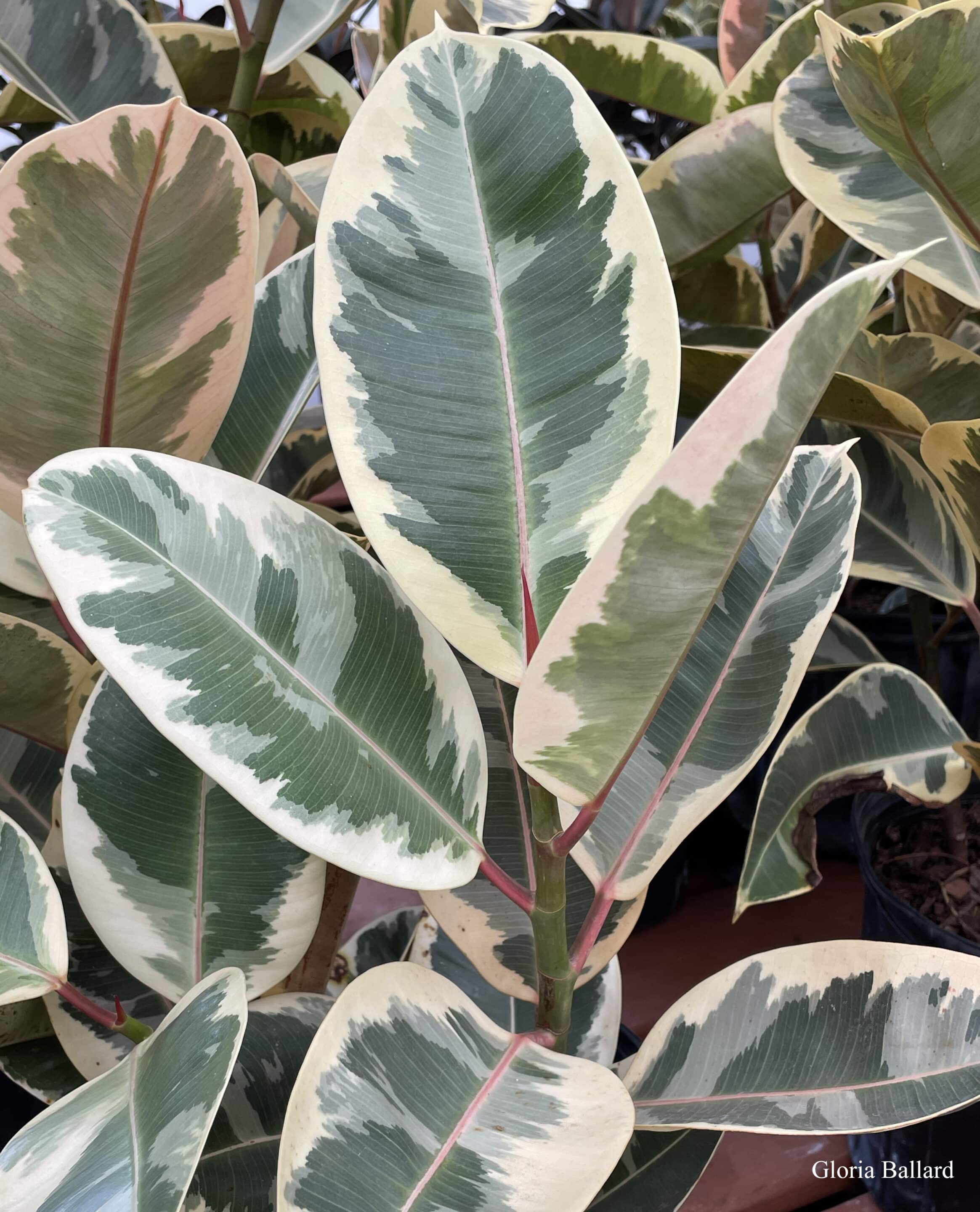 Rubber Plant Ficus Elastica 'Teneke' (1)