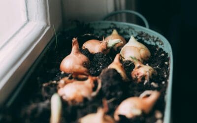 How to Plant Bulbs