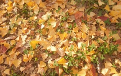 Five Landscaping Projects for Fall