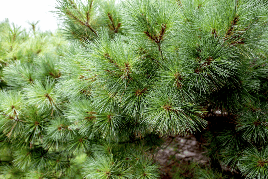 Eastern White Pine Scaled 1