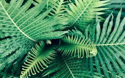 Humidity Hacks + How to Overwinter Tropical Plants Indoors