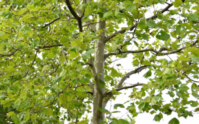 7 Native Trees to Have in Your Landscaping