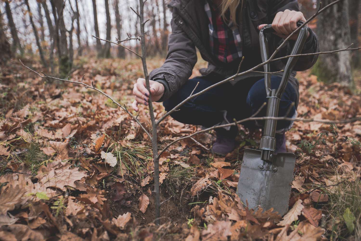 Plant Trees