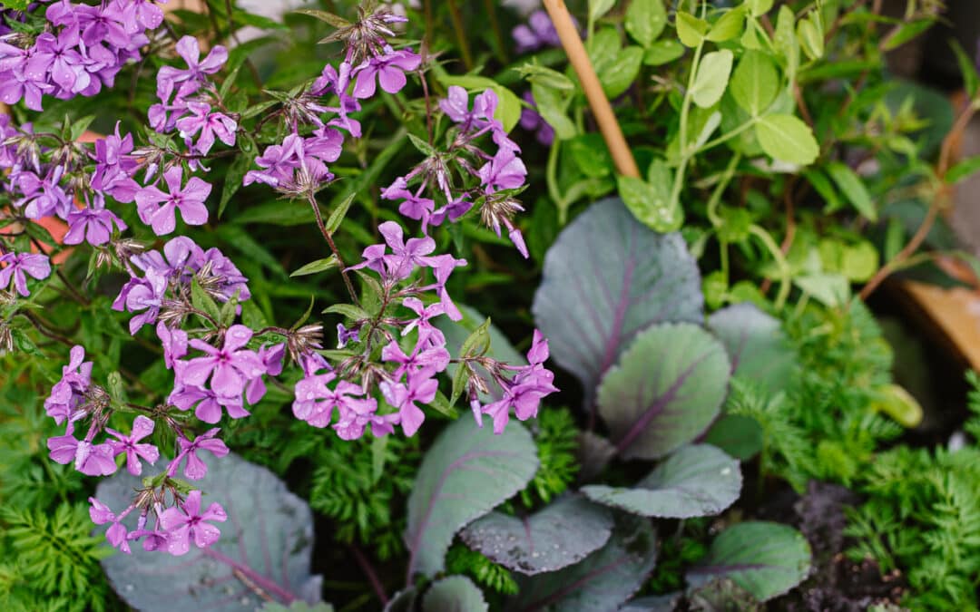 6 Key Elements to Success with Vegetable Gardening