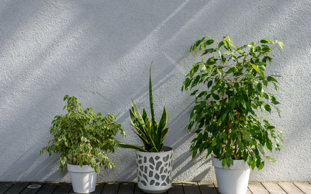 5 Considerations When Moving Houseplants Outside