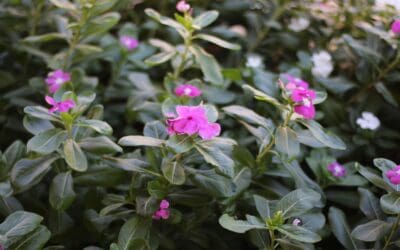 Xeriscaping For the Win – Include Drought Tolerant Plants In Your Landscaping