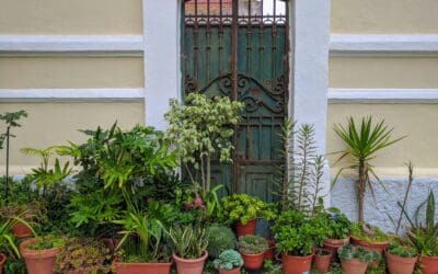 5 Considerations When Moving Houseplants Outside
