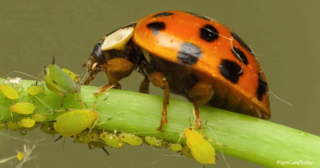 Lhf 52344 Ladybugs Eat Besides Aphids T1 1024X538 1