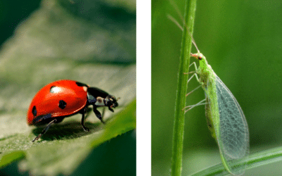 Lacewings vs. Ladybugs