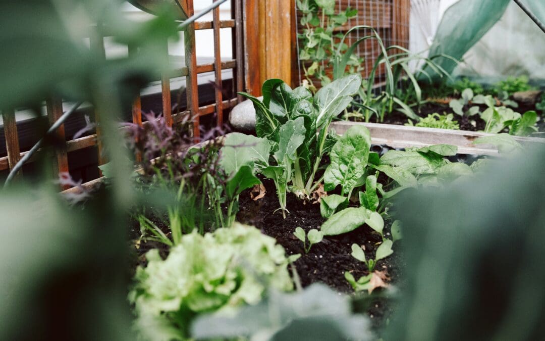 Prep Your Garden Beds for Fall