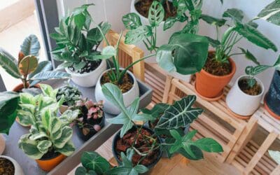 Time to Bring Houseplants Indoors: 5 Steps to Follow