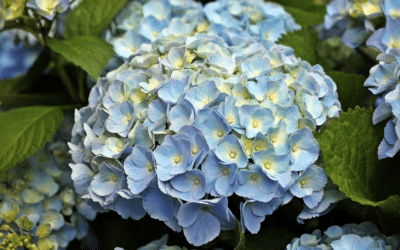 A Bloomin’ Guide to Hydrangeas