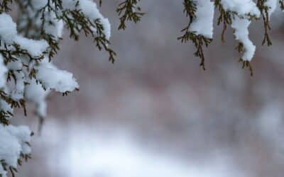 6 Reasons To Plant Trees In The Winter