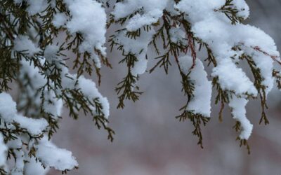 6 Reasons To Plant Trees In The Winter