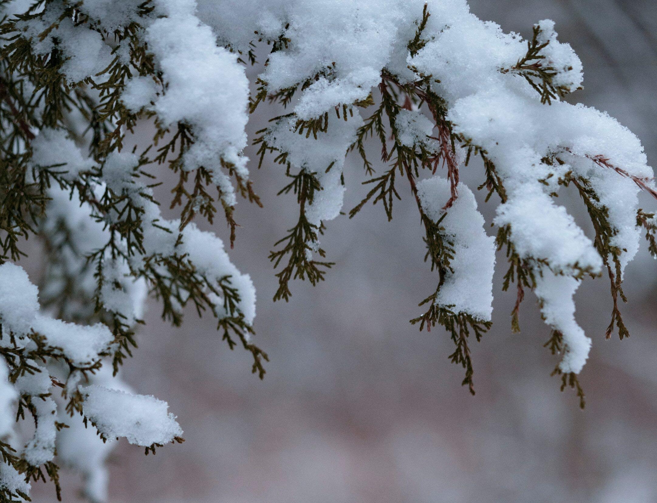 plant trees in winter