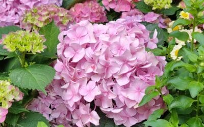 A Bloomin’ Guide to Hydrangeas