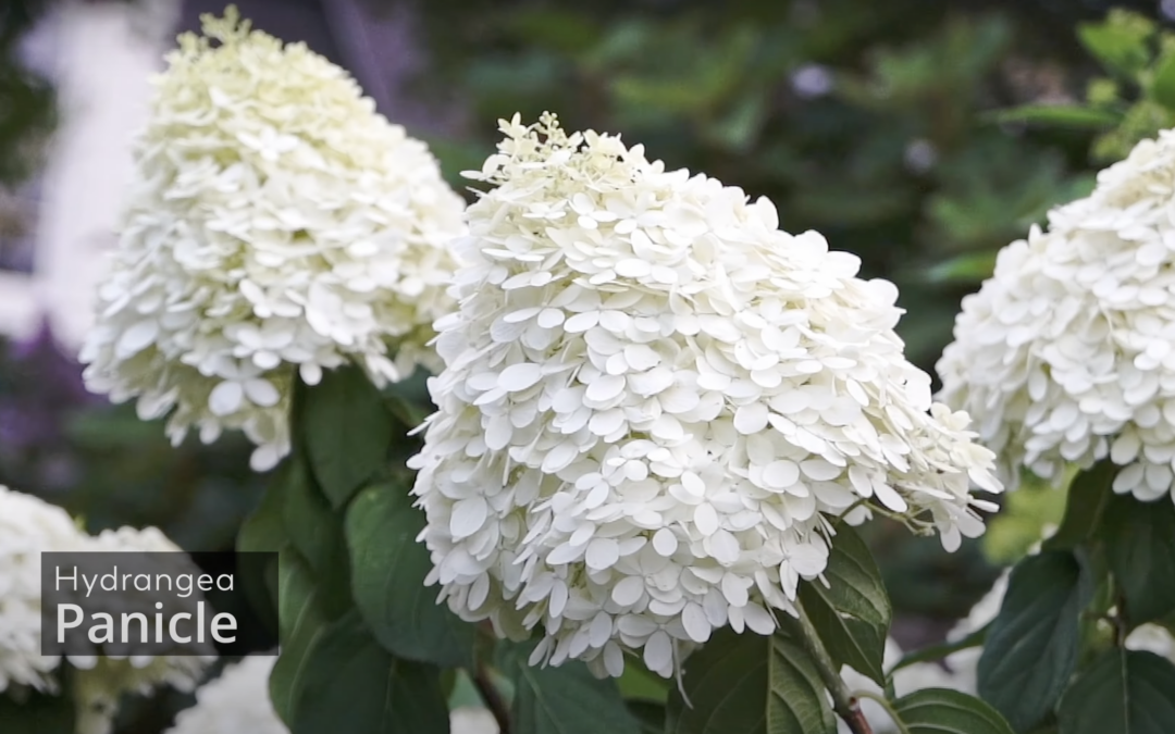10 Shrubs That Add Interest to Any Yard