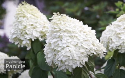 10 Shrubs That Add Interest to Any Yard