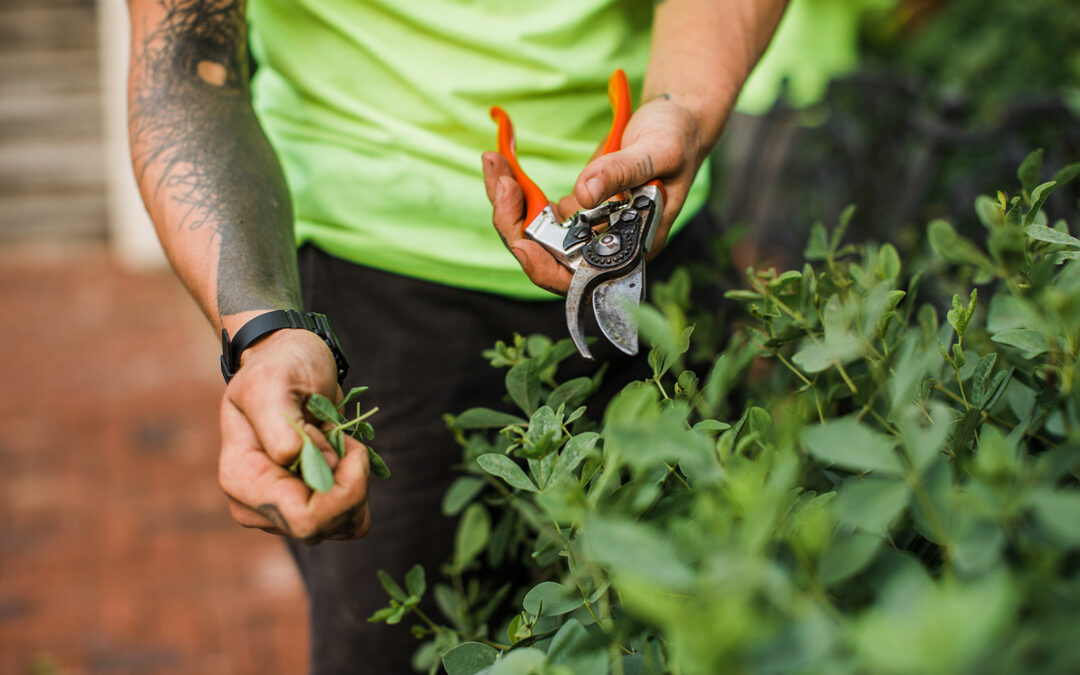 Mastering the Art of Pruning