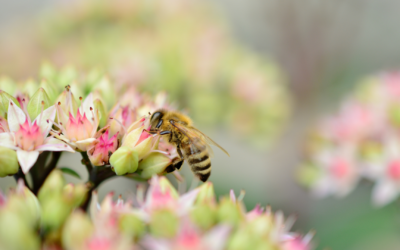 Flowering Perennials for Pollinators