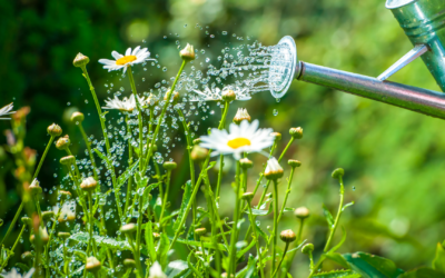 Proper Watering for New Plantings